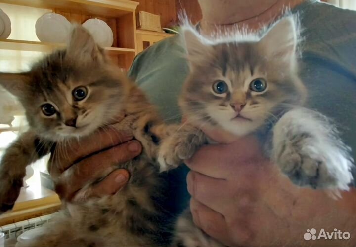 Отдам в добрые руки