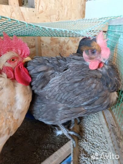 Куры молодки несушки