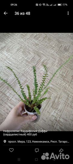 Комнатные растения