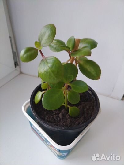 Каланхоэ лечебное