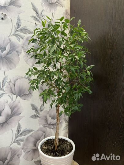 Фикус наташа