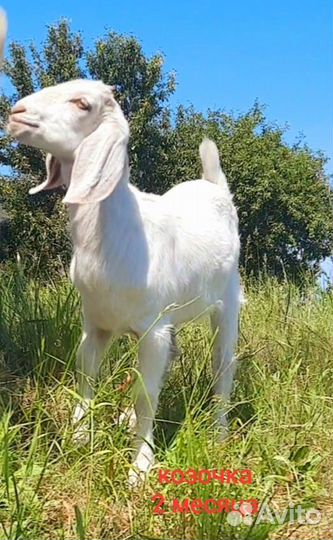 Нубийские козочка и козлик