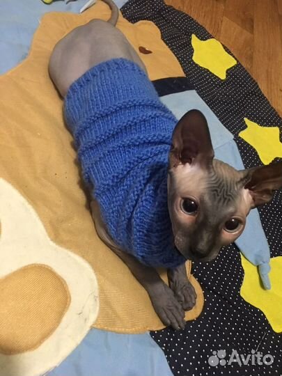 Канадский сфинкс