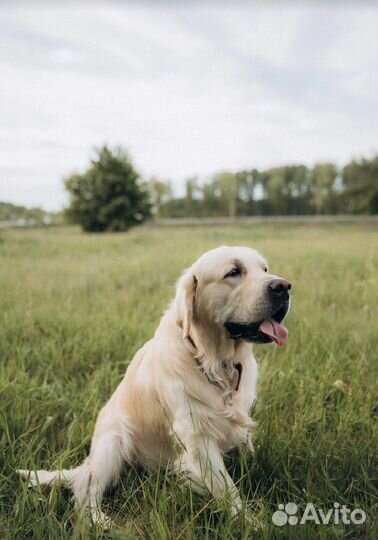 Золотистый ретривер вязка
