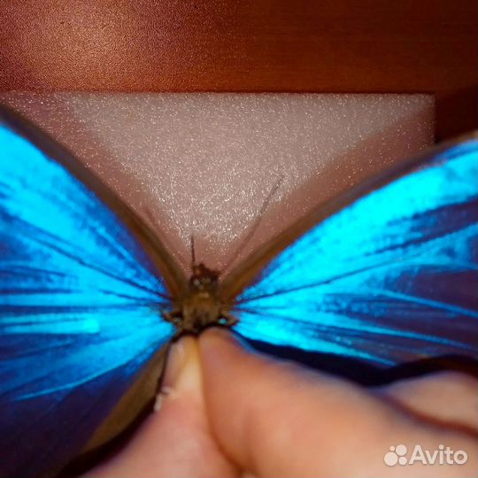 Бабочка Мофа Дидиус / 15 см Размах /Перу