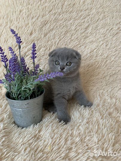 Вислоухие малыши, медвежий тип