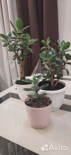 Красула толстянка