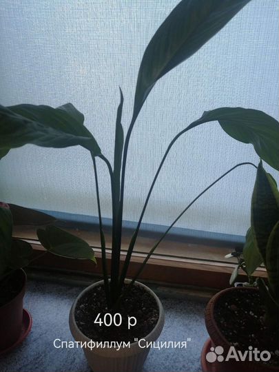 Комнатные цветы