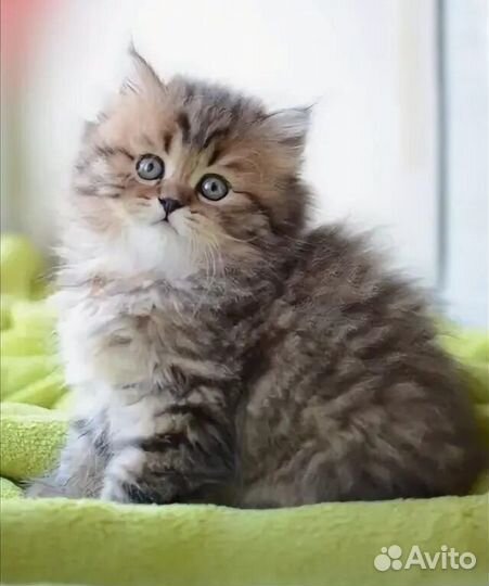 Сибирские котята