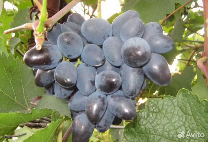 Саженцы винограда