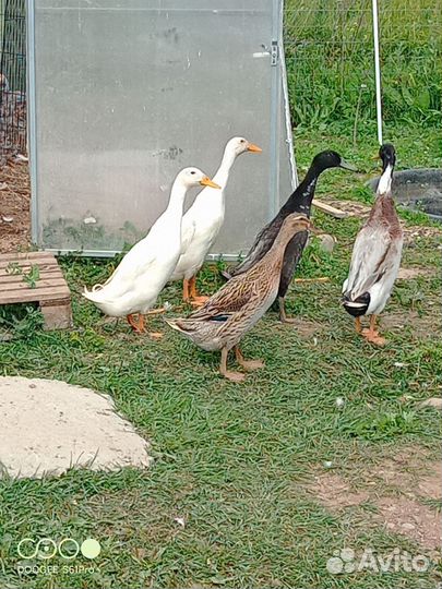 Индюки бронза