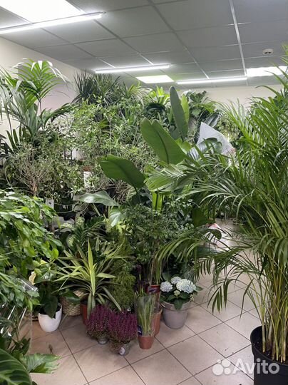 Пальма в наличии 100-180см