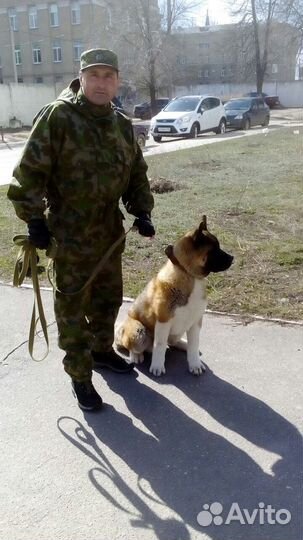 Дрессировка любых пород собак. Михаил