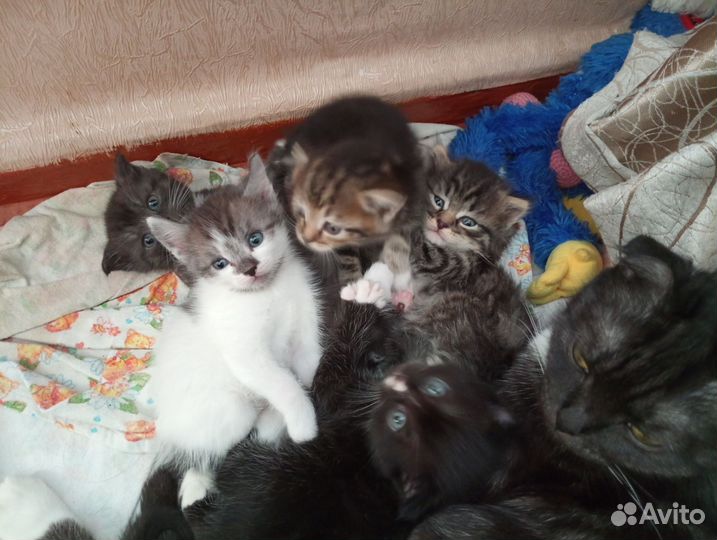 Кошка в дар