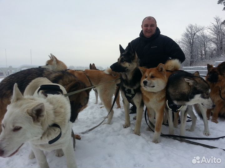 Курс дрессировки от эксперта кинолога гарантия