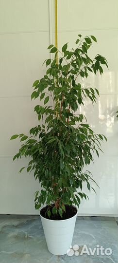 Комнатные растения цветы большие фикус