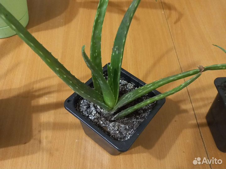 Алоэ.лечебный столетник