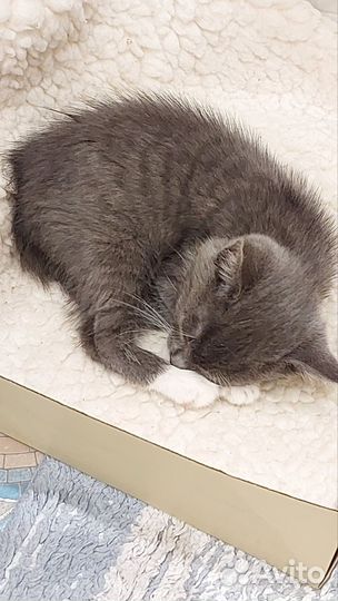 Котенок