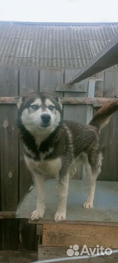 Сибирский хаски