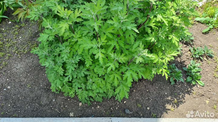 Растения для сада ирисы астра кохия мята лимонник