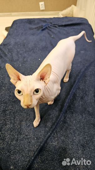Милый кот