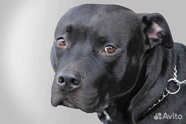 Питбуль. Вязка