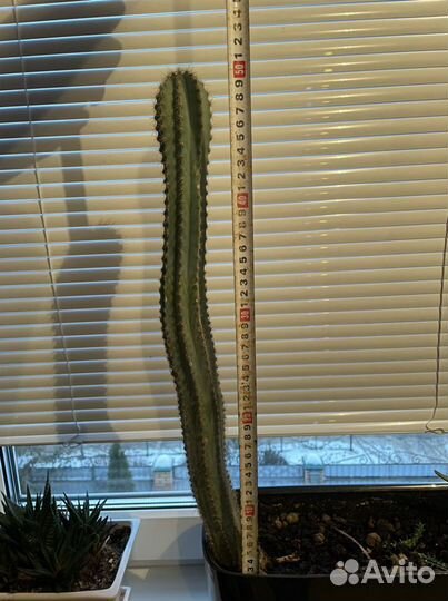 Кактус 50 см