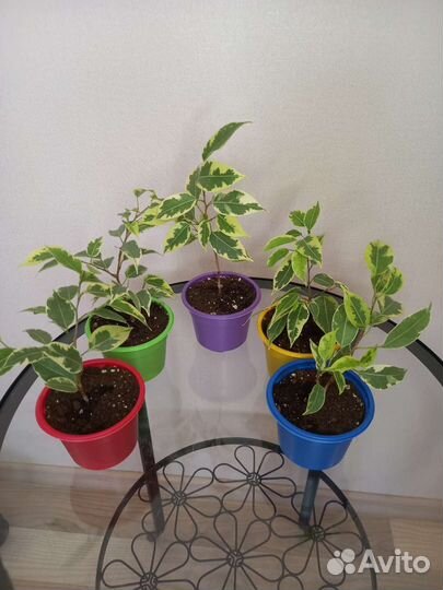 Фикус Бенджамина пестролистный