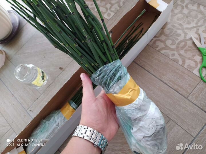 Хвощ японский,зимующий, камчатский, бамбук