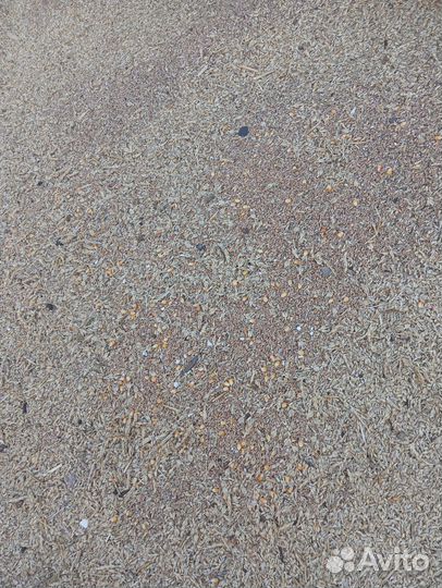 Зерноотоды