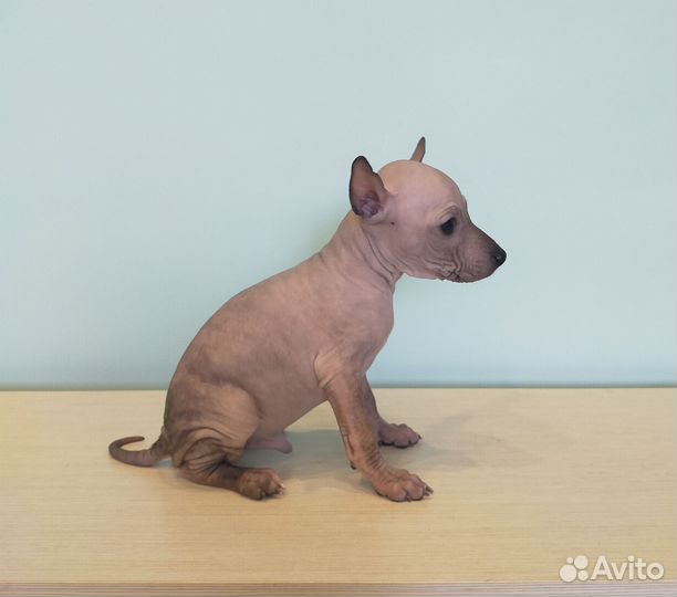 Мини дети агт