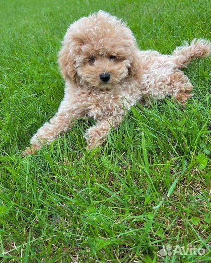 Мальтипу ф2