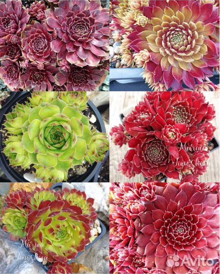 Молодила сортовые (sempervivum)