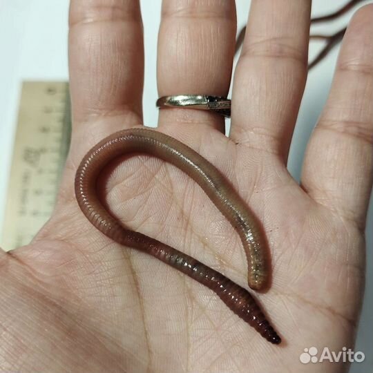 Дендробена черви для рыбалки