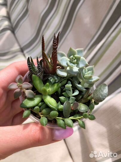 Садик из суккулентов