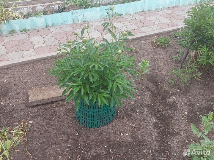 Растения цветы для сада