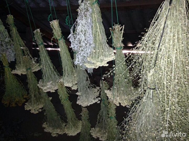 Лекарственные травы