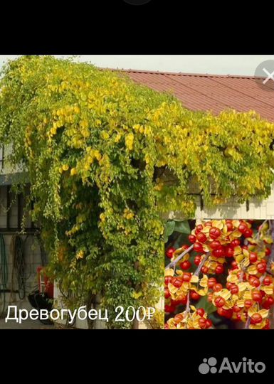 Лианы декоративные