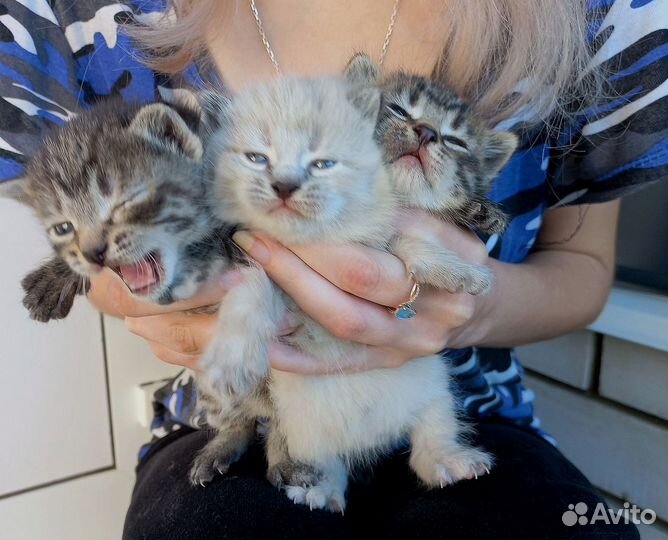 Полосатые котята мальчик и девочка