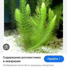 Роголистник для аквариума