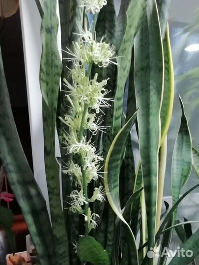 Сансевиерия трехполосная (тещин язык, щучий хвост)