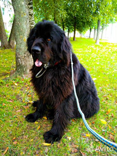 Погуляю с вашей собакой,покормлю и помою лапы