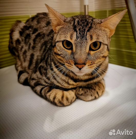 Бенгальская кошка