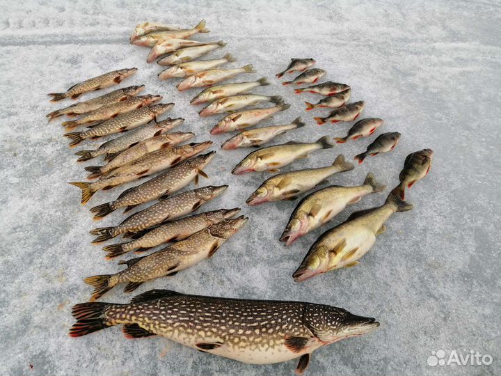 Координаты рыболовных мест Вологодская область