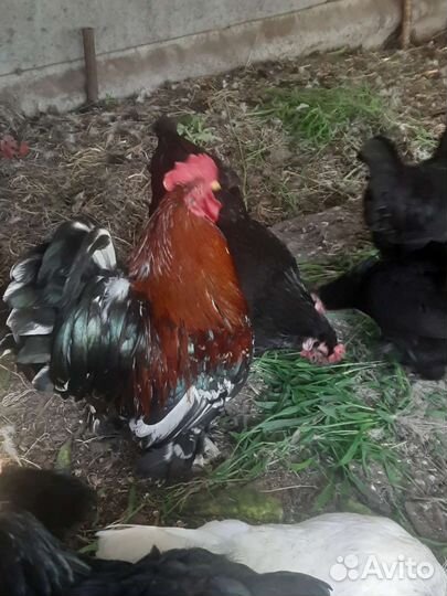 Куры и петухи порода Кохин и Беткамки Декаротивные