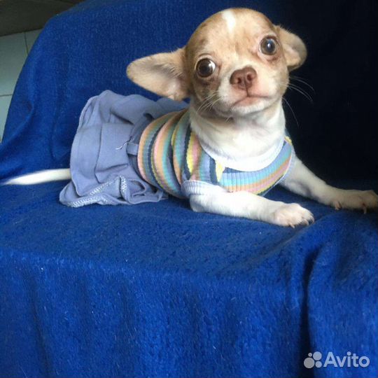 Щенки чишки