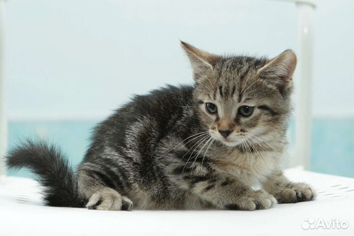 Котенок девочка 3 мес