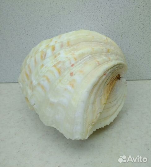 Чайна Клам 15*11,2 морская ракушка раковина