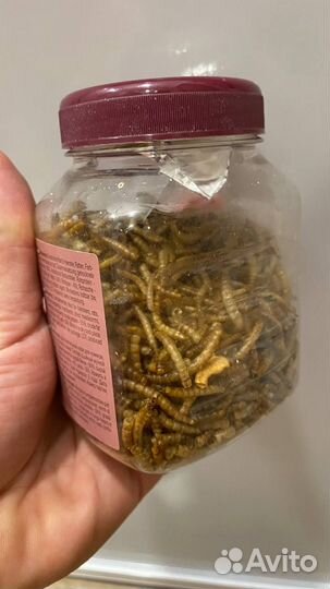 Красноухая черепашка с акватеррариумом (торг)