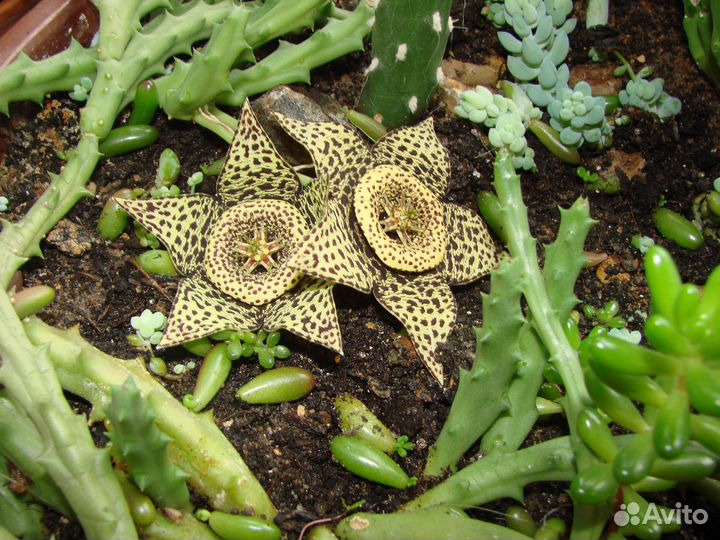 Стапелия - суккулентное растение